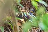 Crested Quail-Doveborder=